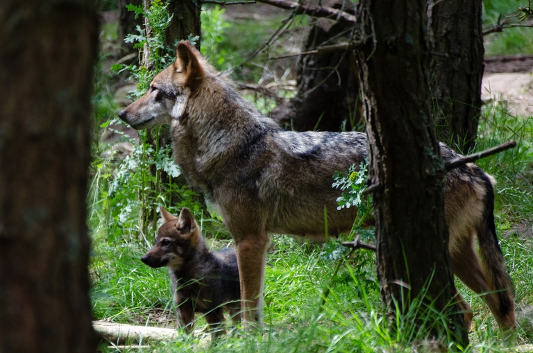 Mamma lupa con il suo piccolo