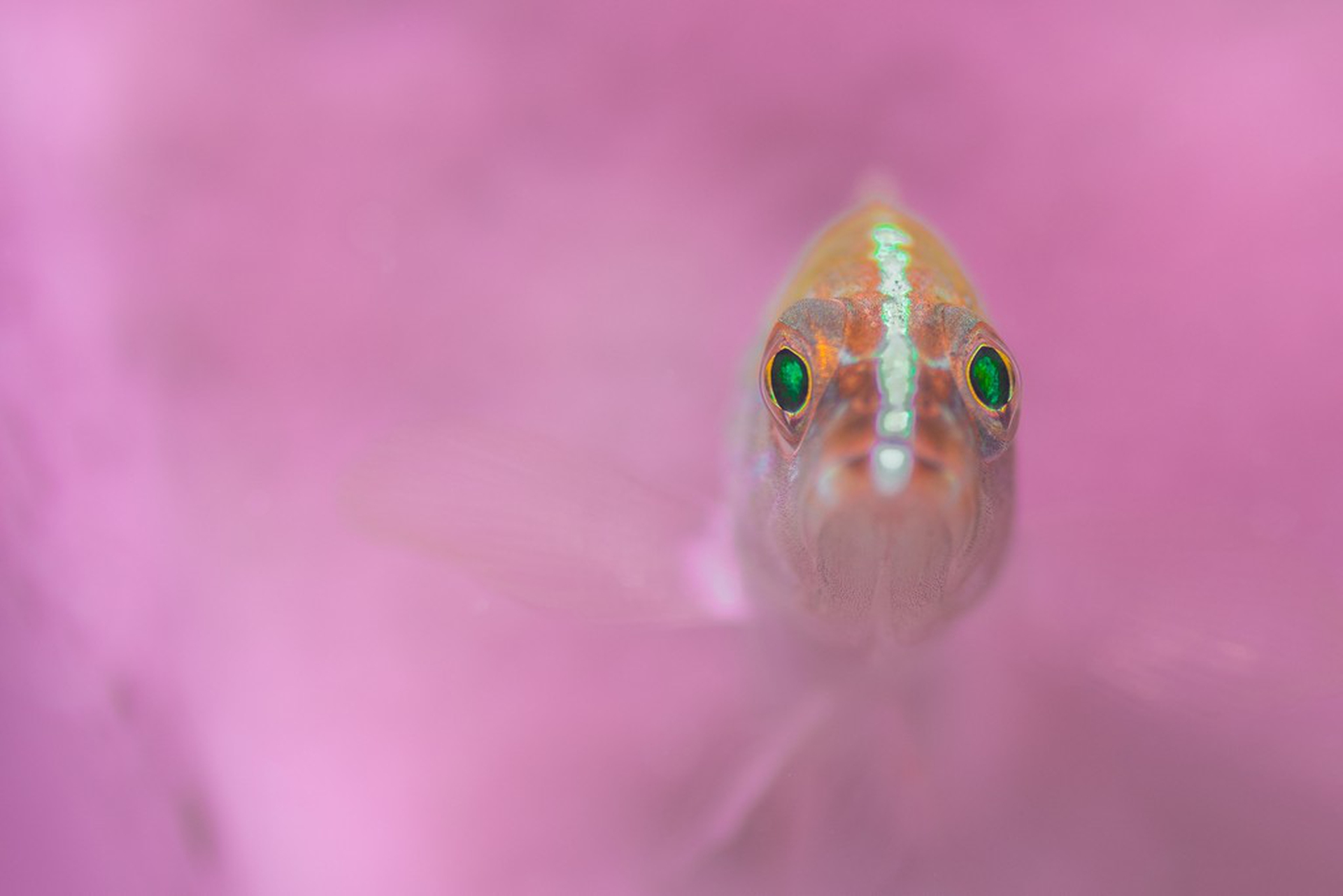 The winning photos of the Underwater Photographer of the Year 2018