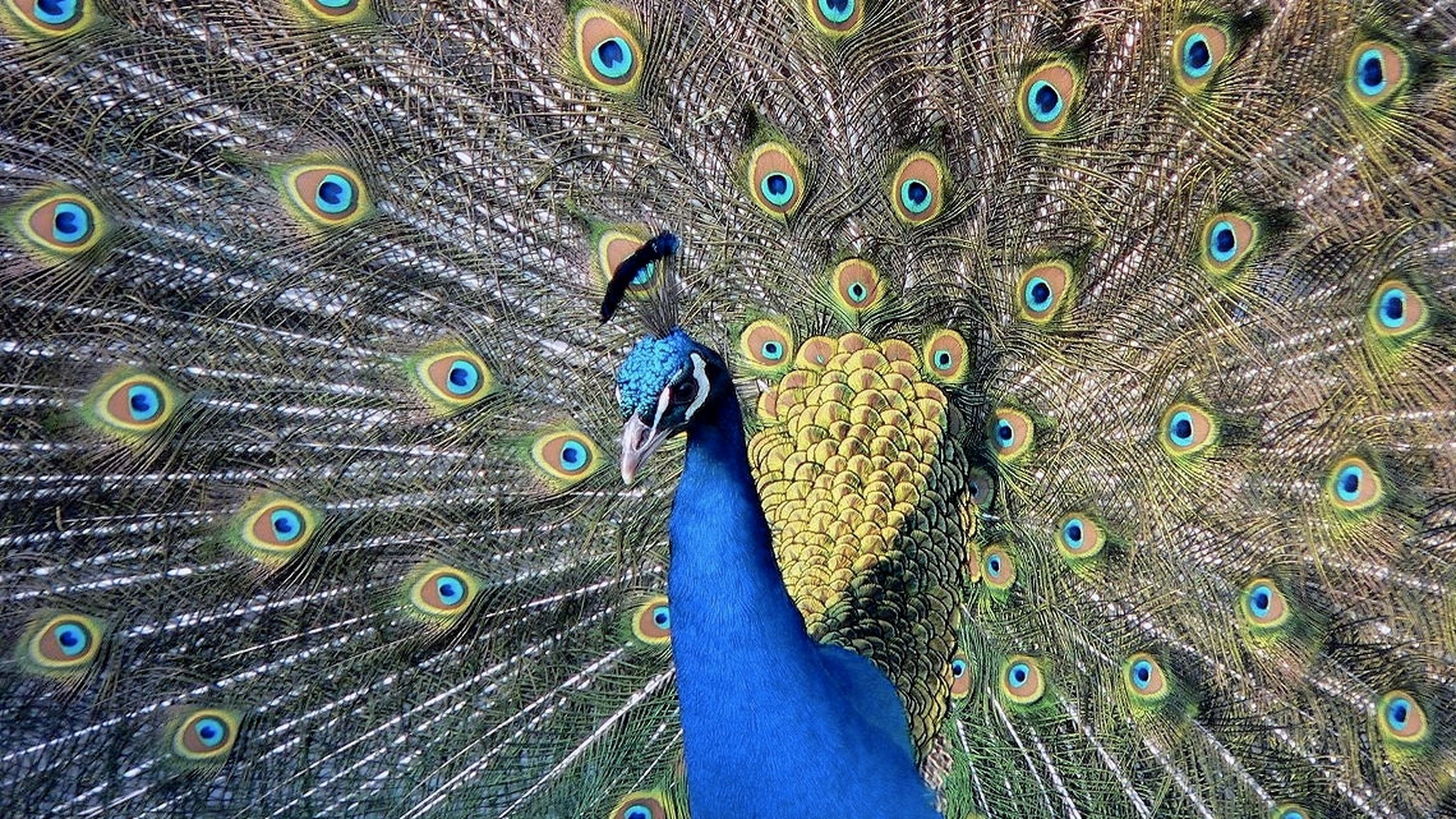 Etologia del corteggiamento, gli uccelli: il pavone