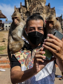 Il festival delle scimmie in Thailandia non è divertente come sembra
