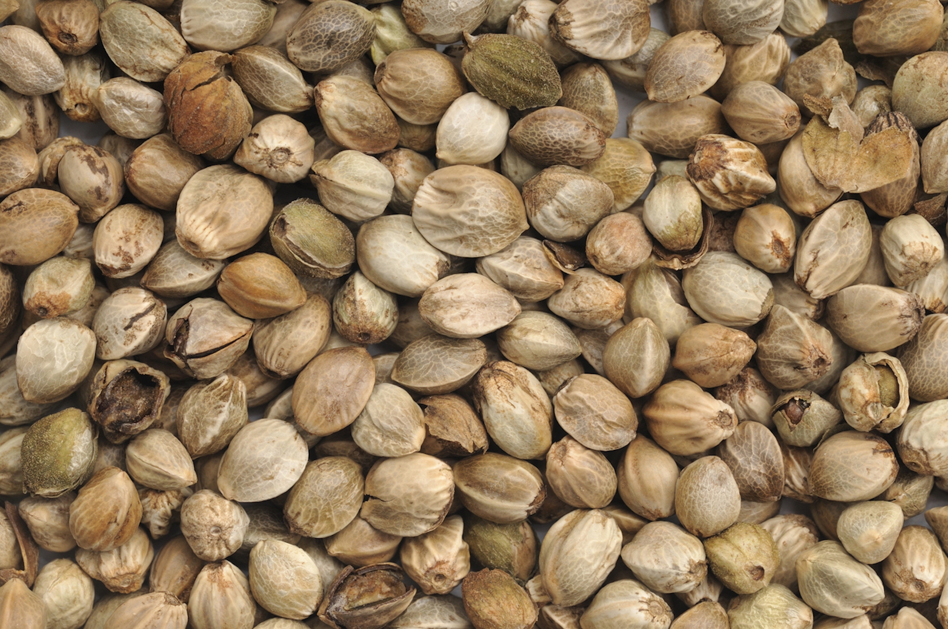 Canapa per uso alimentare, proprietà e come si utilizza in cucina