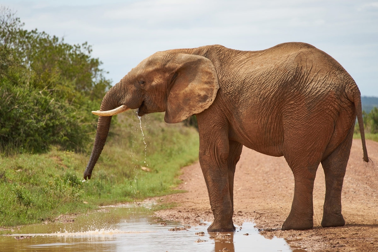 elefante beve da una pozzanghera forse in Botswana