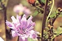 Cicoria
