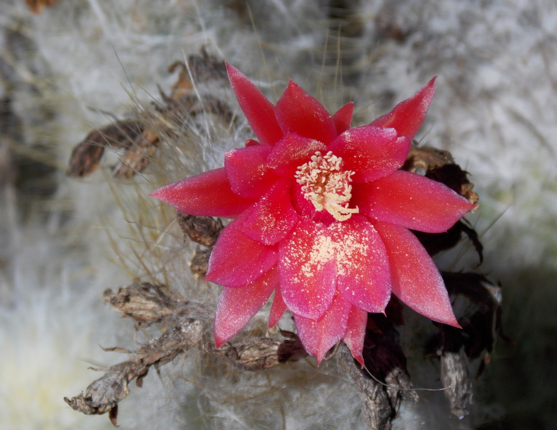 Desert flower after pollination © Rocco Passafaro