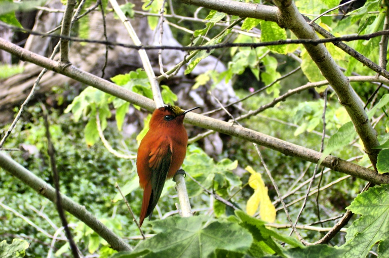 Colibrì endemico dell'arcipelago cileno