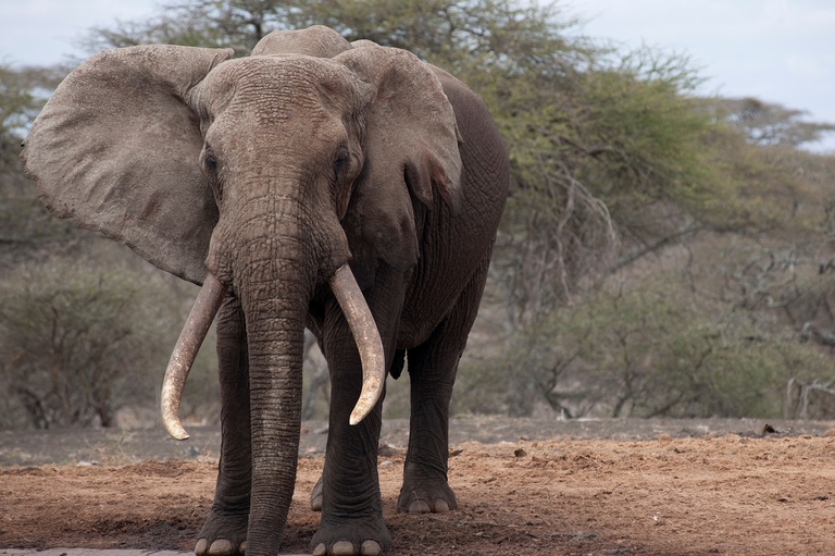 Esemplare maschio di elefante africano nel bush