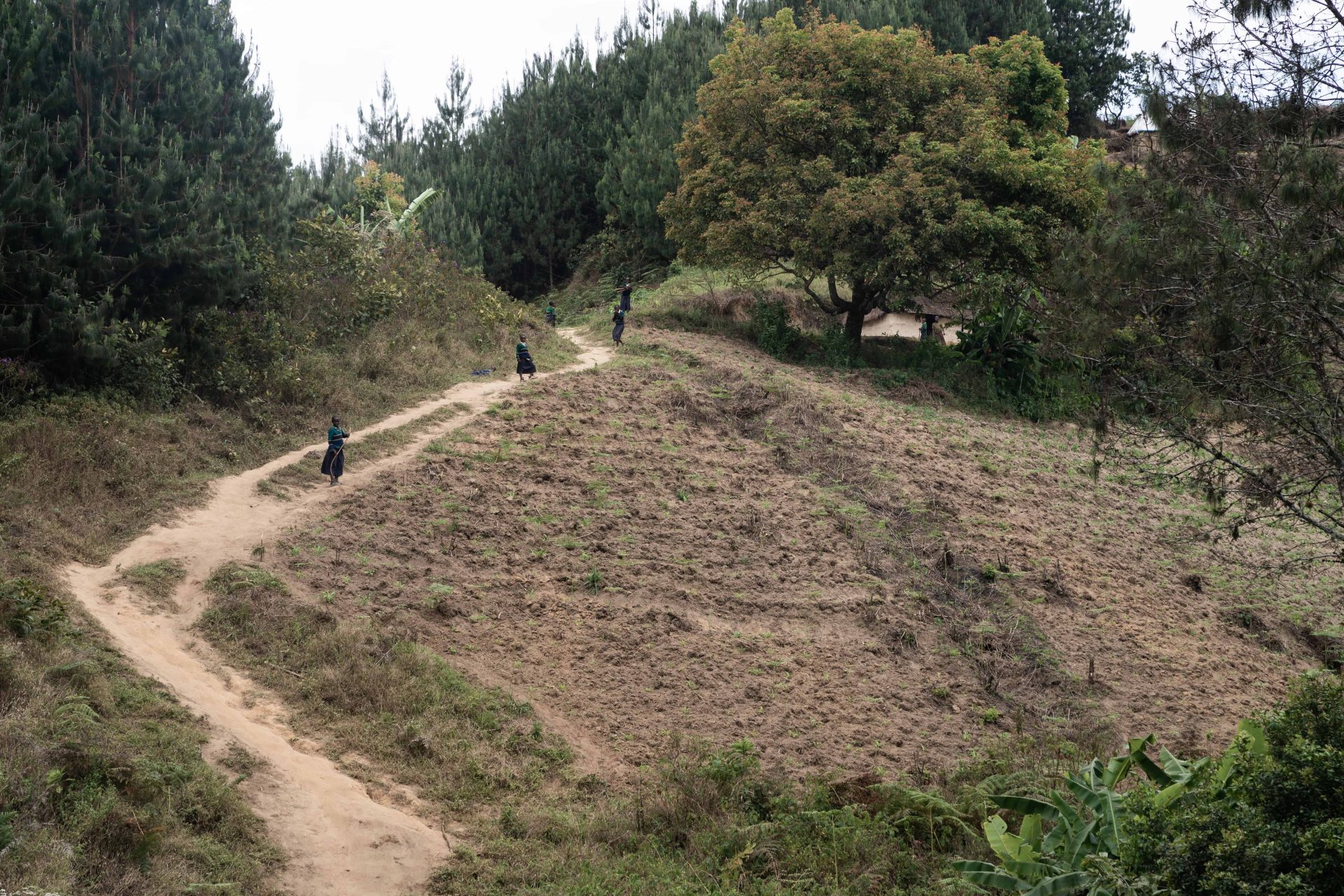 Il progetto di riforestazione Udzungwa corridor limited