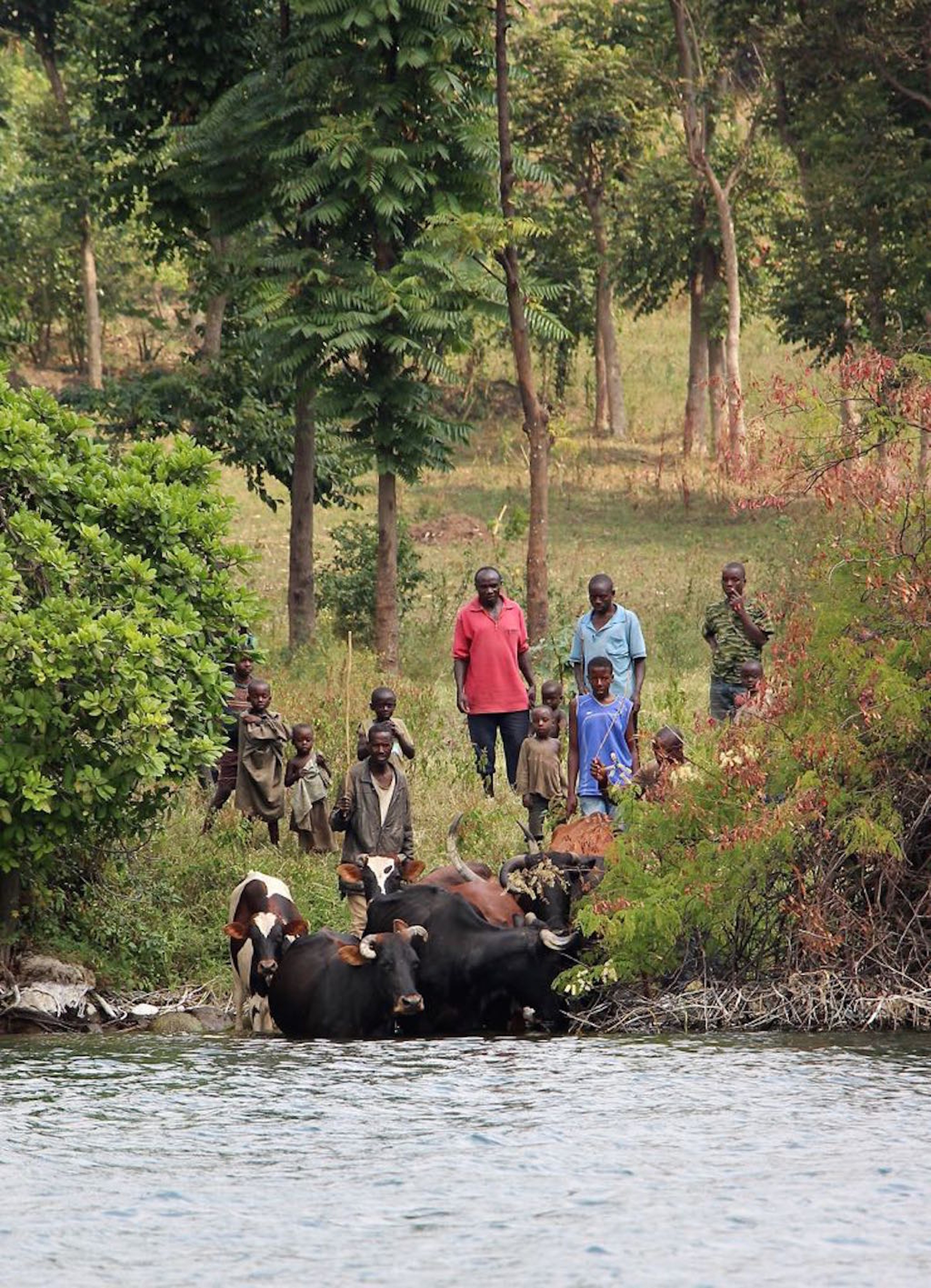 cows-getting-in-water
