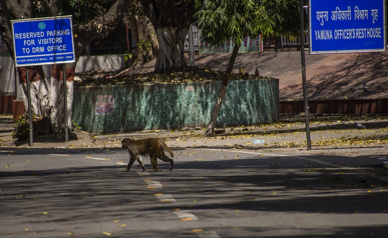Una scimmia vaga per le strade di Nuova Delhi