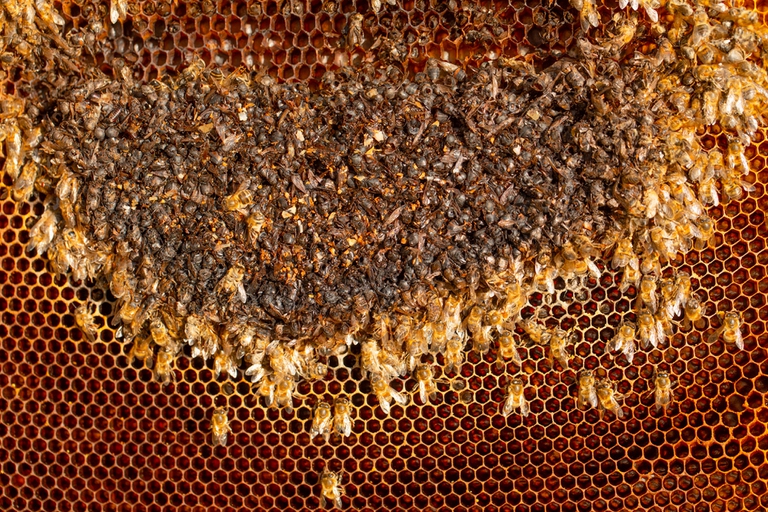 L’ape è vita, Maggiore percorre con LifeGate la strada per la biodiversità