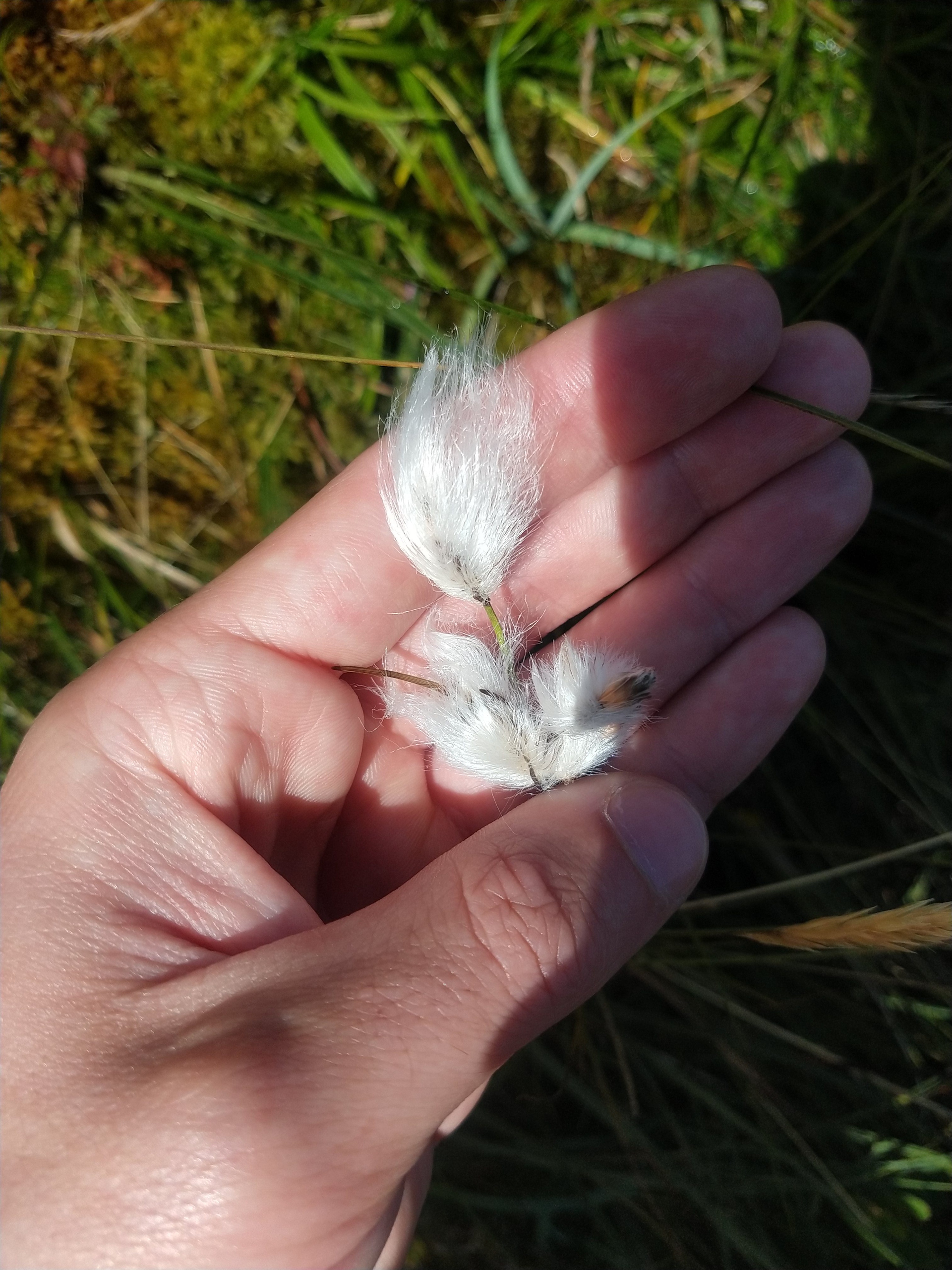 Wildlife Surveys in the Mournes