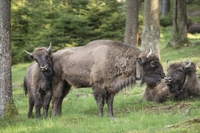 Il ritorno del bisonte europeo in Gran Bretagna