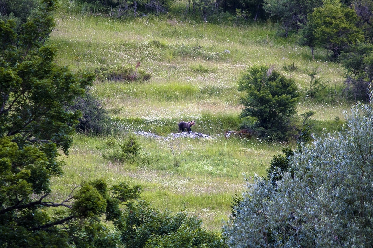 Piccolo orso marsicano