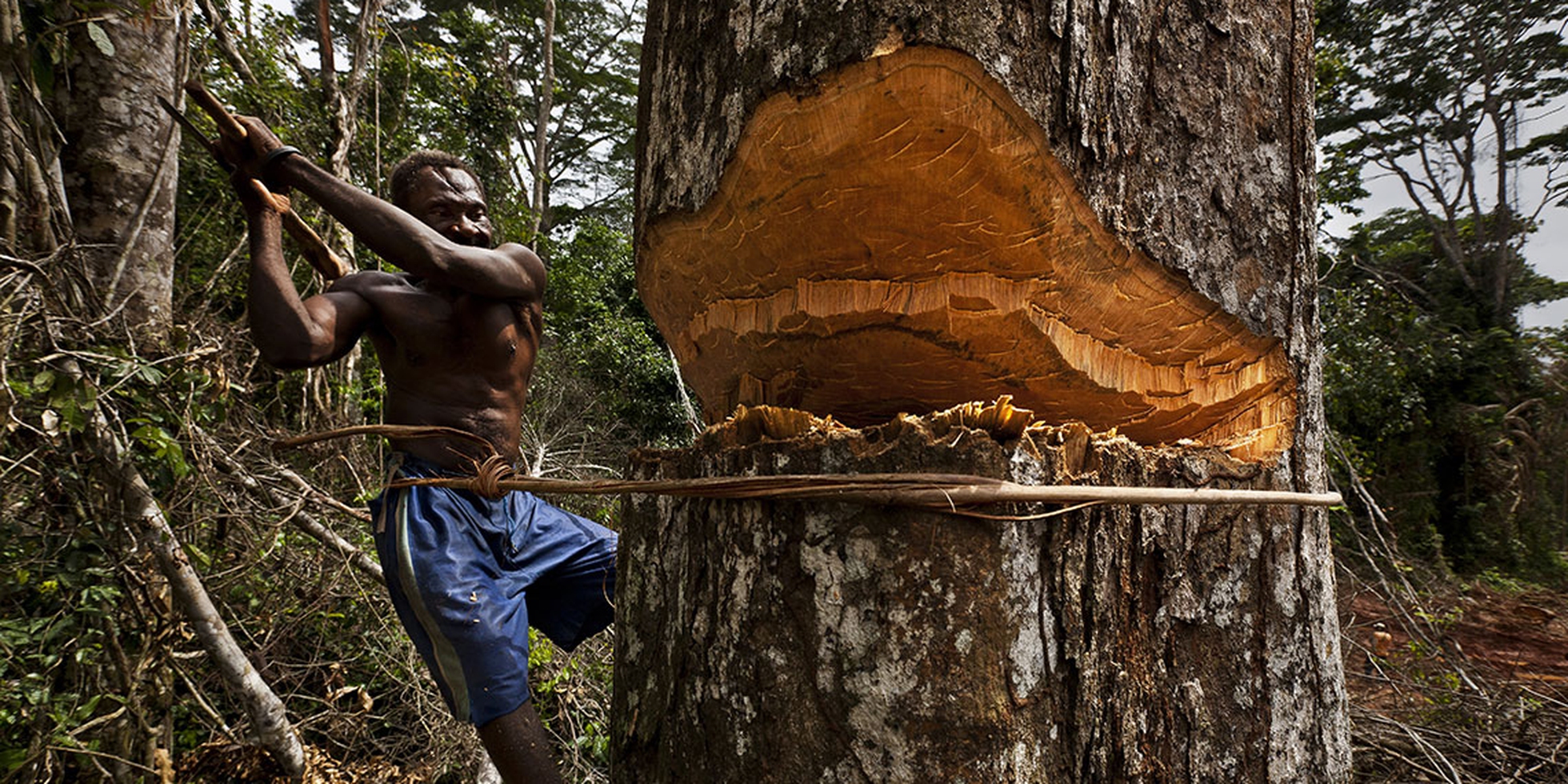The Congo Basin rainforest, the second largest in the world, could disappear by 2100 LifeGate