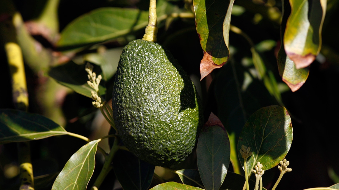 Come si mangia l'avocado: tra ricette, caratteristiche e ...