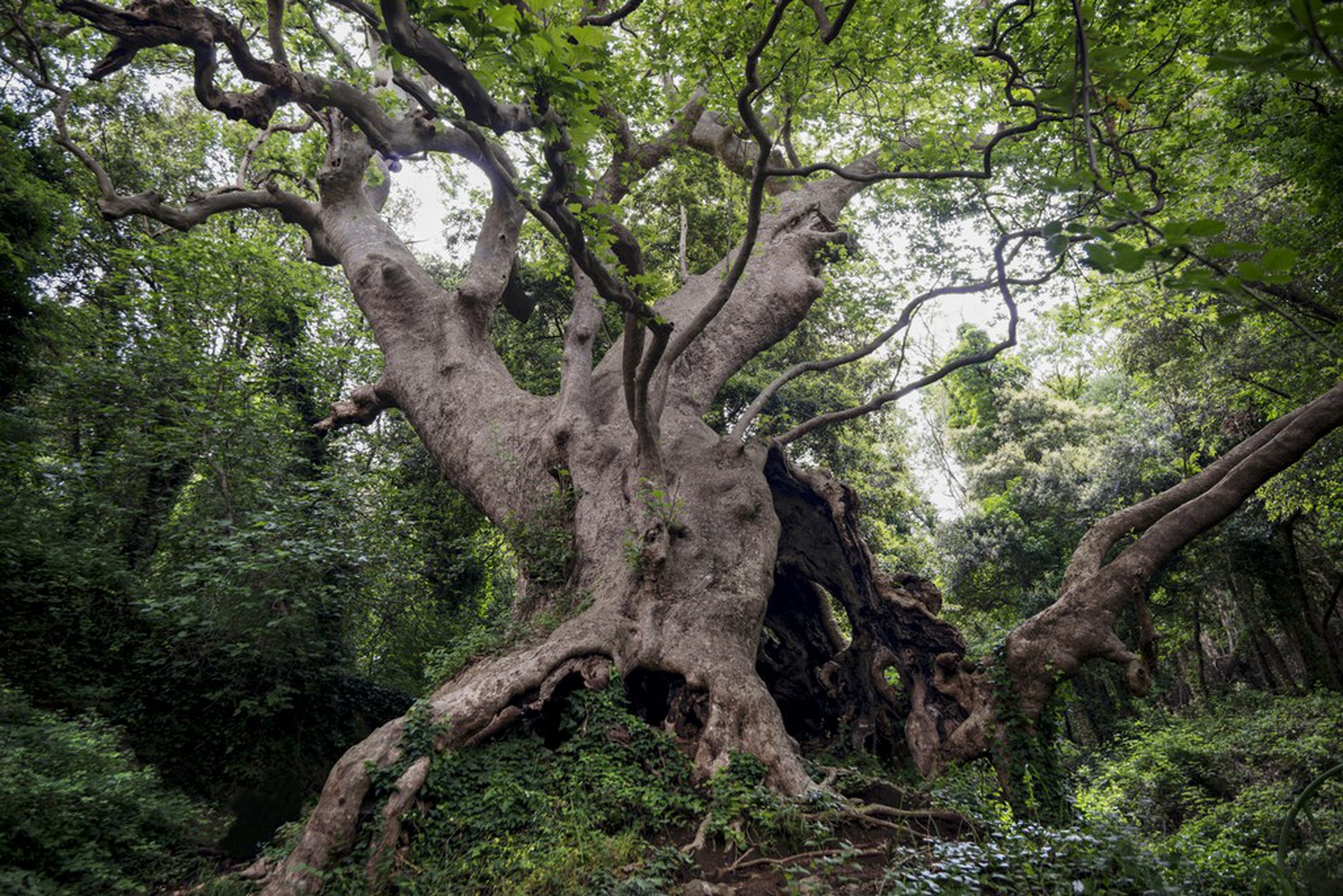 Calendario 2018 Amani, giugno
