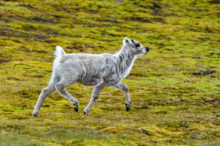 Piccolo di renna delle Svalbard al trotto