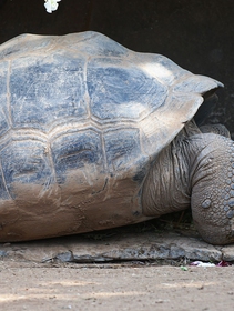 A volte ritornano, parliamo di specie Lazzaro