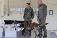 I cani individuano la Covid-19 prima dei test rapidi, secondo una ricerca