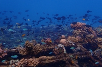 Per la tutela delle barriere coralline, l’Indonesia è l’esempio da seguire
