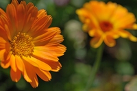 Calendula, gli usi e le proprietà della pianta antinfiammatoria e lenitiva