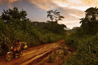 Il Gabon ha ricevuto una ricompensa milionaria per la sua lotta alla deforestazione