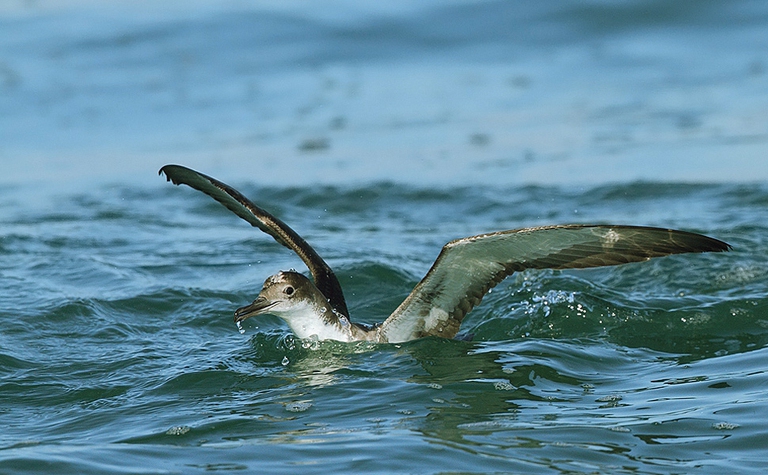 berta - foto di michele mendi