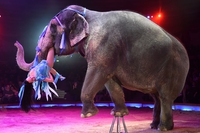 Circo, approvato il “graduale superamento” dell’utilizzo degli animali