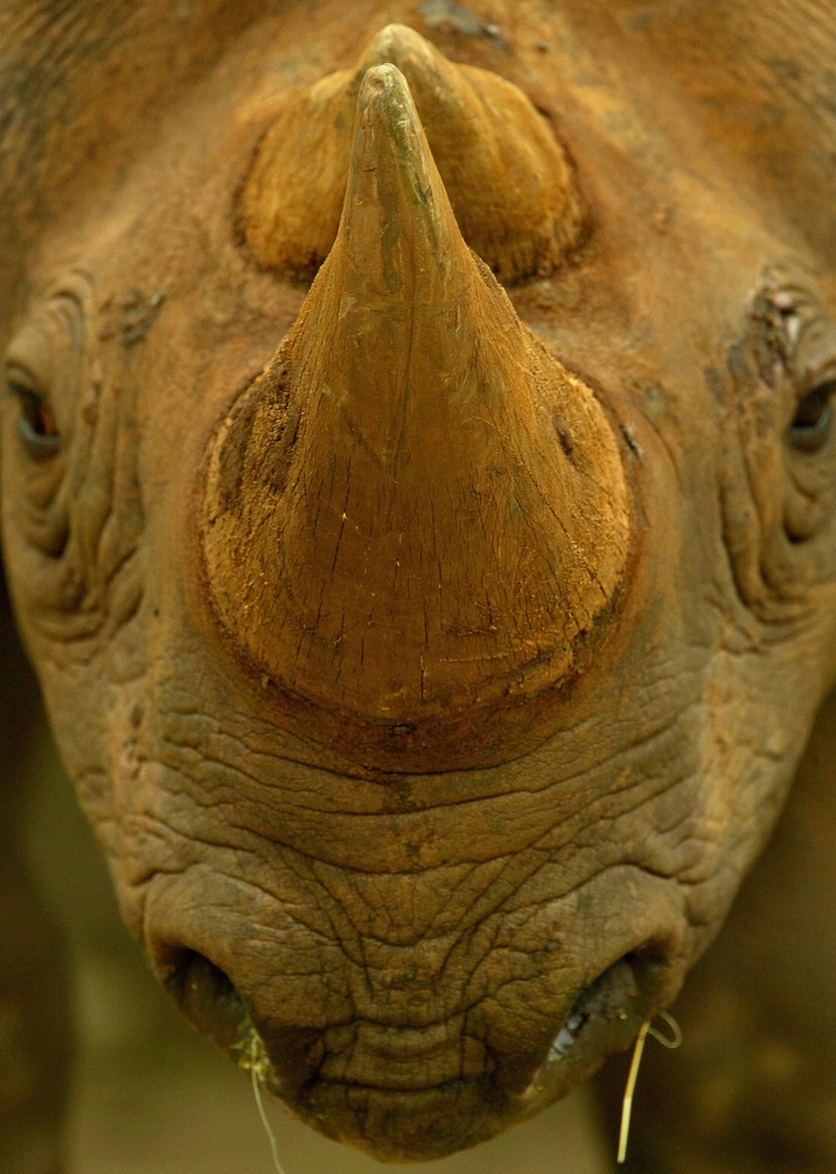 Rinoceronte nero, primo piano