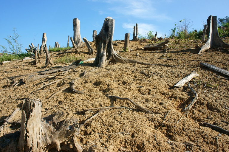 Terreno dopo la deforestazione