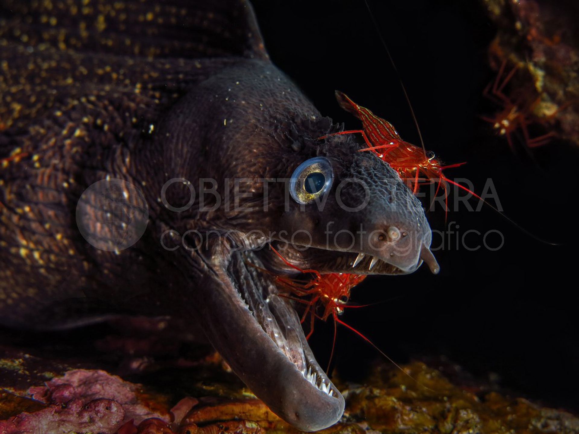 Parco nazionale Arcipelago Toscano (Toscana)