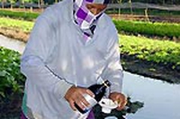 Un’insalata di pesticidi
