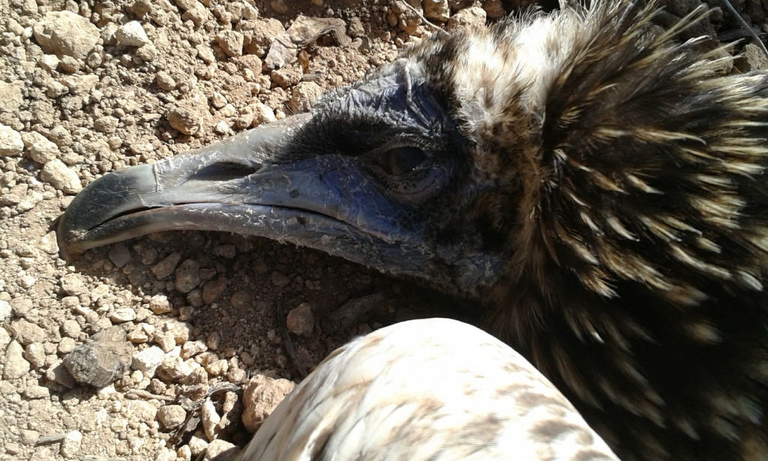 bracconaggio sicilia