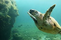La barriera corallina del Belize è ufficialmente fuori pericolo