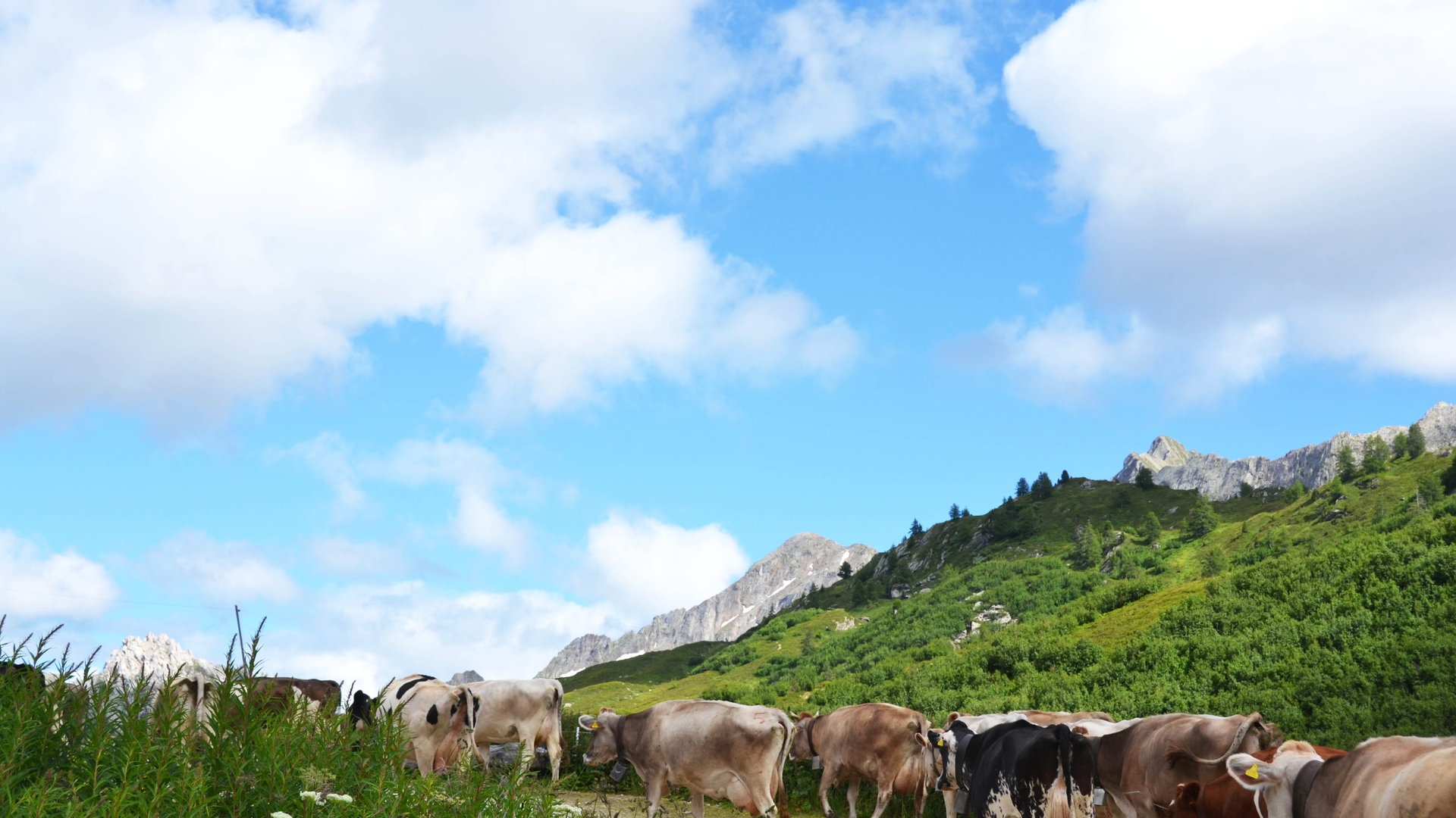 La vita in alpeggio, in val Piora