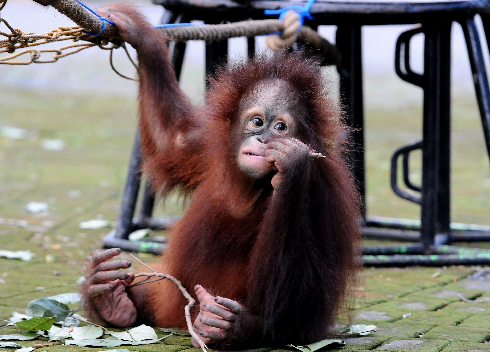 Damai e Rizki, due cuccioli di orango tornano il libertà