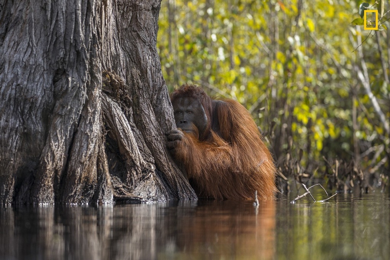 National Geographic Nature Photographer of the Year 
