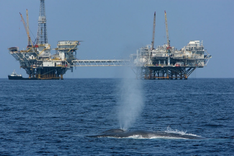 blue whale near oil rig