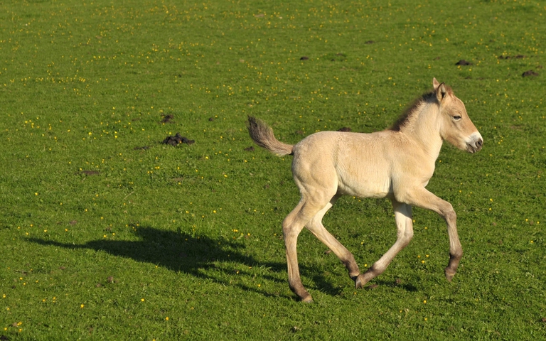 cavallo di Przewalski