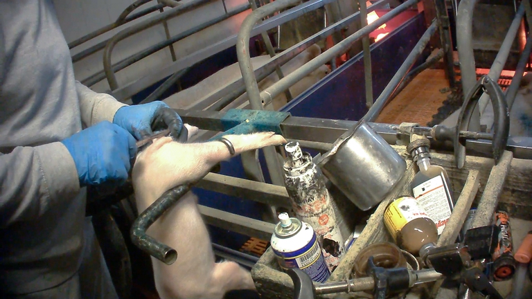 SOSpig, Essere Animali