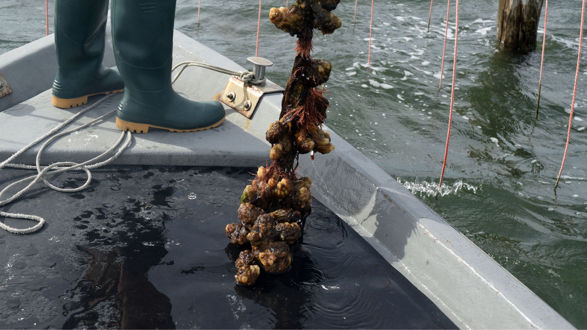 Rete da pesca con alcune cozze mature