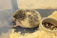 Manca poco per un divieto alla vendita di animali esotici in Italia