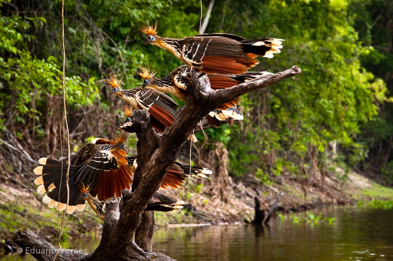 Gruppo di hoazin nell'Amazzonia brasiliana