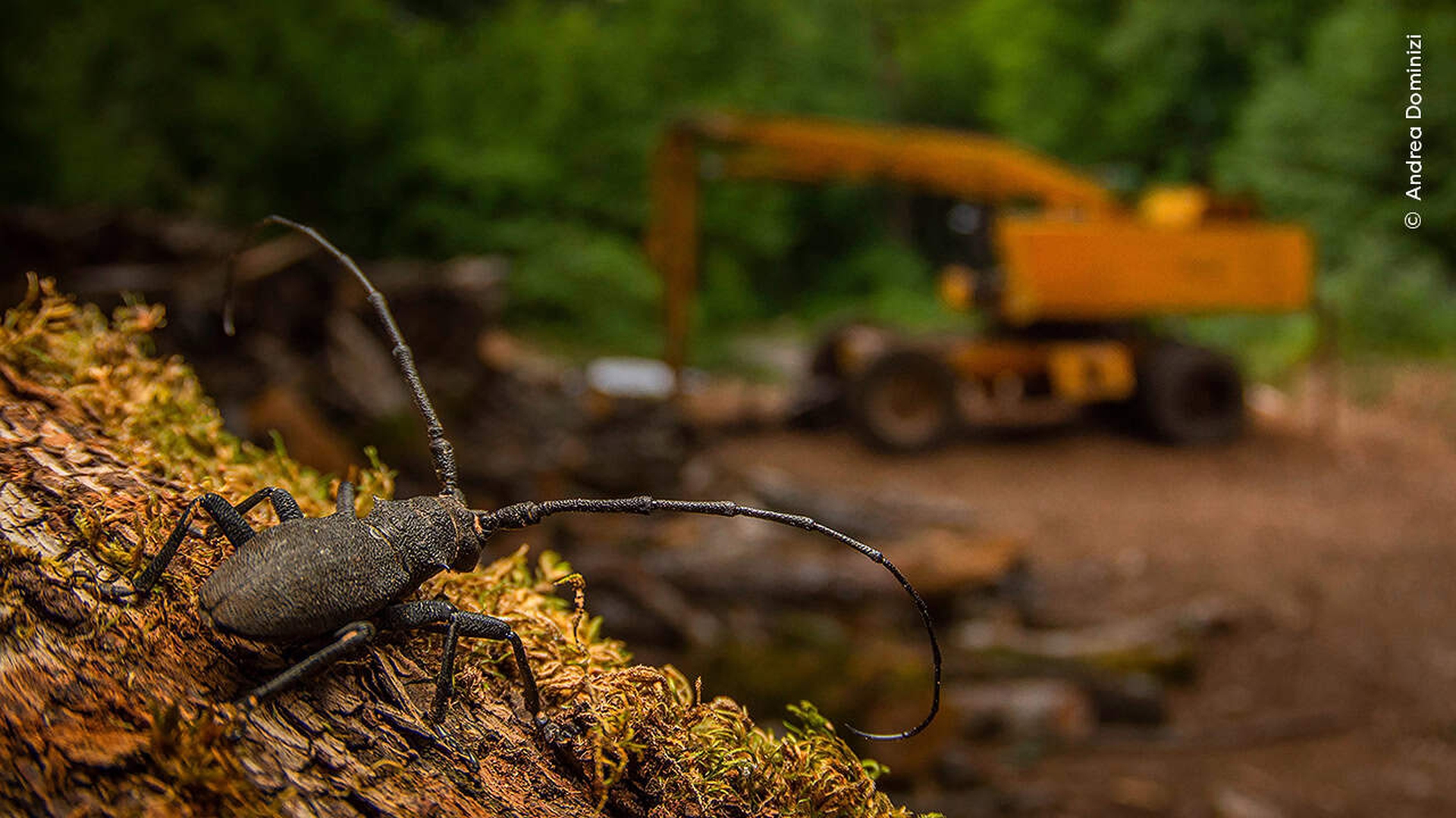 Dopo la distruzione di Andrea Dominizi, Italia Vincitore categoria 15 - 17 anni Vincitore Young Wildlife Photographer of the Year 2025© Andrea Dominizi, courtesy Wildlife Photographer of the Year