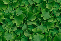 Vertical Pharmacy, come funziona l’orto officinale ricco di principi attivi e a basso impatto ambientale