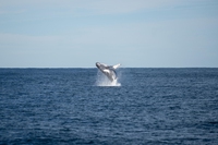 Australia. È salva la megattera che era rimasta impigliata in 800 chili di reti da pesca e boe