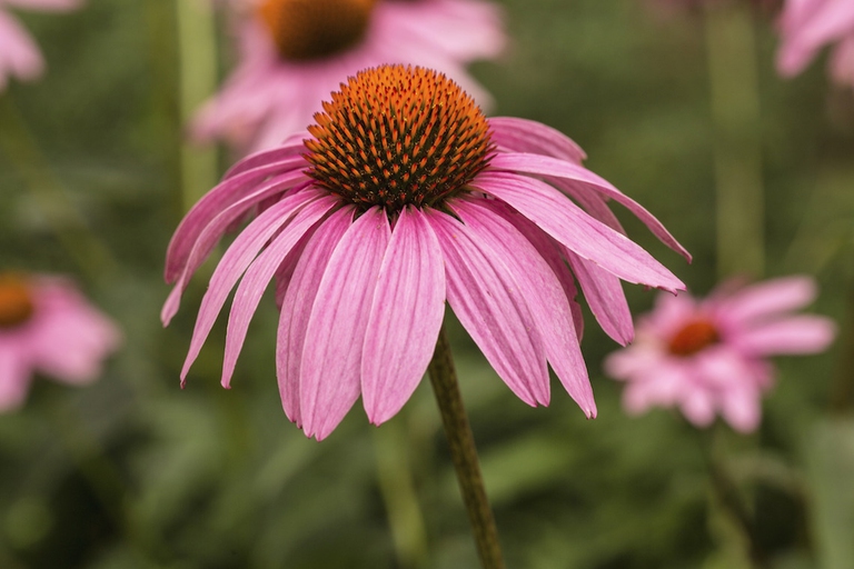echinacea