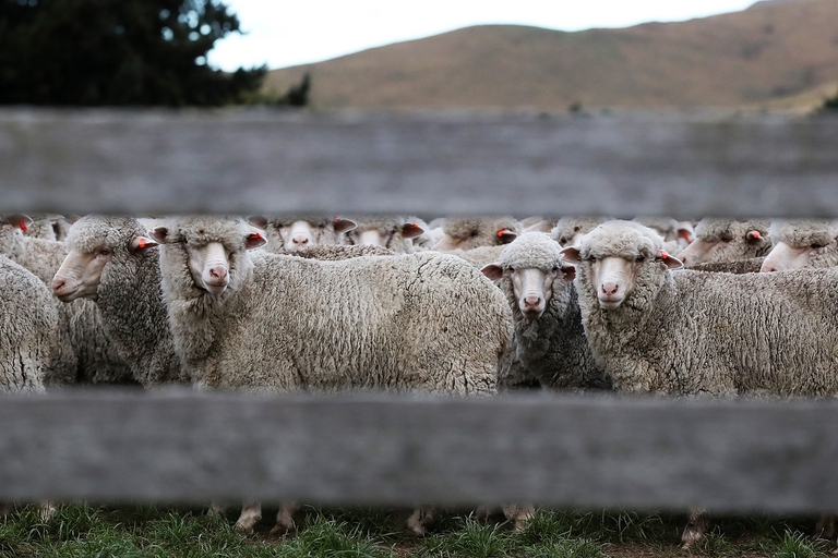 La Nuova Zelanda tassa le flatulenze di bovini e ovini per ridurre l’inquinamento