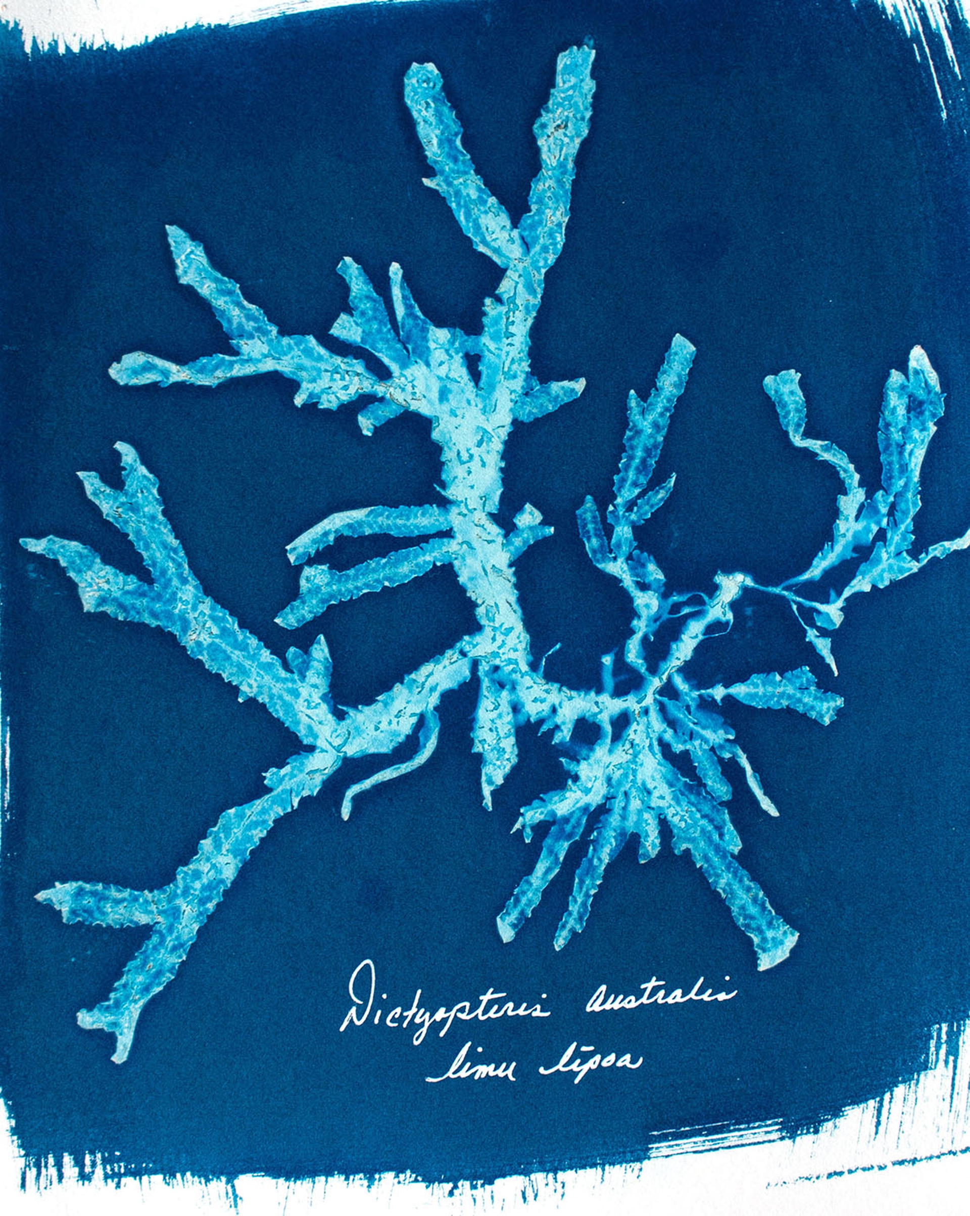 Stampe di alghe Limu con processo cianotipico © Gwen Arkin