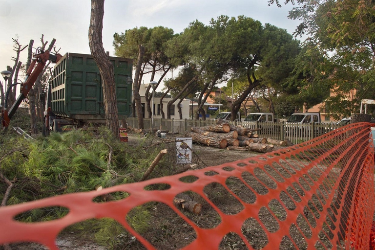 L'abbattimento dei pini